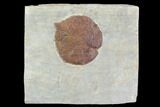 Detailed Fossil Leaf (Davidia) - Glendive, Montana #95466-1
